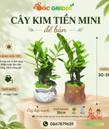 Cây Kim Tiền loại cây phong thủy và dễ chăm sóc nhất