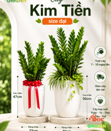 Cây Kim Tiền đại giá chỉ 350k cây to đẹp, giá rẻ