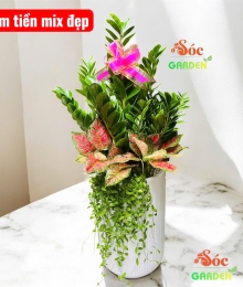 Cây Kim Tiền Phối Kết – Quà Tặng Sang Trọng, Chiêu Tài Phát Lộc