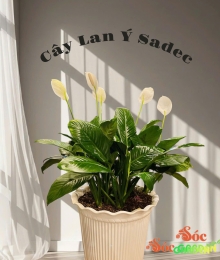 LAN Ý SADEC LÀM QUÀ TẶNG SANG TRỌNG - HIỆN ĐẠI 