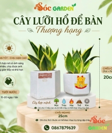 CÂY LƯỠI HỔ BIỂU TƯỢNG CỦA SỰ KIÊN CƯỜNG