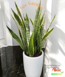 Cây Lưỡi Hổ Vàng (Thân cao): Biểu Tượng Của Sự Bền Bỉ Và Tài Lộc