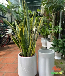 Chậu sứ ống trắng thấp bộ 3 cái