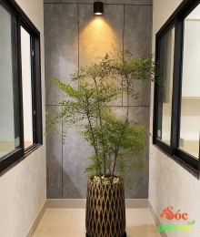 Cây Nam Thiên Trúc 