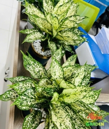 Cây Ngọc Ngân dễ trồng trong nhà và văn phòng