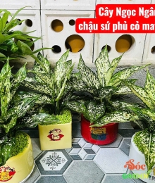 Cây Ngọc Ngân Để Bàn: Lựa Chọn Tuyệt Vời Cho Không Gian Sống Và Làm Việc