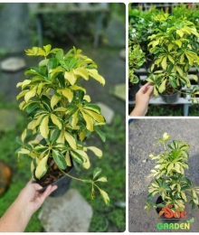 cây ngũ gia bì cẩm thạch — một loại cây cảnh phong thủy rất được ưa chuộng