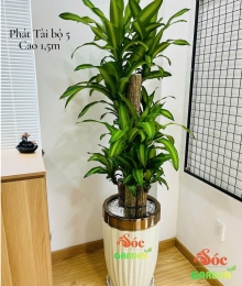 Cây Phát Tài Bộ rất thích hợp với gia chủ thuộc các tuổi Mão, Thân, Hợi