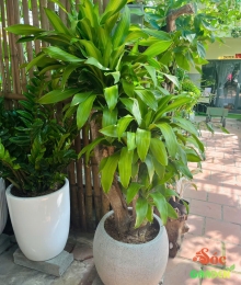 Cây Phát Tài Gốc Trang Trí Nội Thất Sang Trọng