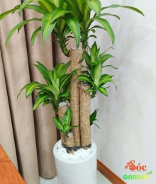 Cây Phát Tài Bộ size trung giá chỉ 250k rẻ nhất Bình Dương