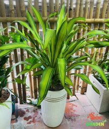 Cây Phát Tài Sọc Vàng 3 thân hiện đại - sang trọng