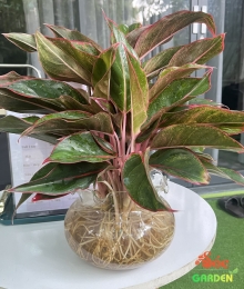 Cây Phú Quý để bàn mang lại tài lộc