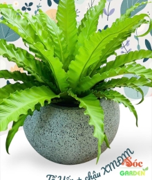 Chậu xi măng đá mài trái banh 55x47cm