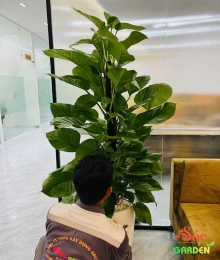 Cây Trầu Bà Cột – Bí Quyết Mang Lại Không Gian Xanh và Phong Thủy Tốt Lành