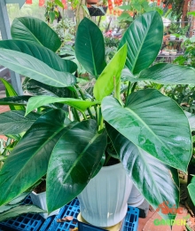 CÂY TRẦU BÀ ĐẾ VƯƠNG XANH – BIỂU TƯỢNG CỦA QUYỀN LỰC VÀ MAY MẮN