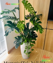 Cây Monteria - Trầu Bà Nam Mỹ món quà độc đáo cho bạn bè