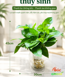 CÂY TRẦU BÀ THỦY SINH - LOẠI CÂY DỄ CHĂM SÓC 