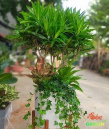 Cây Trúc Bách Hợp Phối Kết – Cây Văn Phòng Xanh Mát, Phong Thủy May Mắn