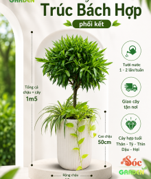 Cây Trúc Bách Hợp Phối Kết Size Đại 