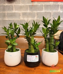 Cây Trúc Phát Tài để bàn phủ cỏ may mắn 