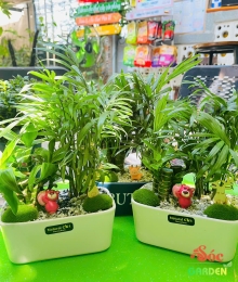 Cây Trúc Phát Tài Mix Cau Tiểu Trâm 