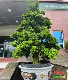 Cây Tùng La Hán 