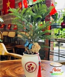 Cây Tùng Lá Kim – Biểu tượng bền vững và thanh lọc không gian sống