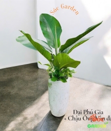 CÂY ĐẠI PHÚ GIA – loại cây sống tốt khi trồng trong văn phòng