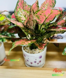 Cây Vạn Lộc Để Bàn: Cây Cảnh Phong Thủy Thu Hút Tài Lộc và May Mắn
