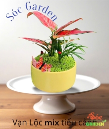 Cây Để Bàn Mix Tiểu Cảnh: Sự Kết Hợp Độc Đáo Mang Lại Phong Thủy Tốt Lành 