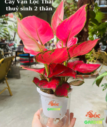 Cây Vạn Lộc Thái Thuỷ Sinh 2 Thân Để Bàn-Sắc Màu May Mắn, Không Gian Tươi Sáng