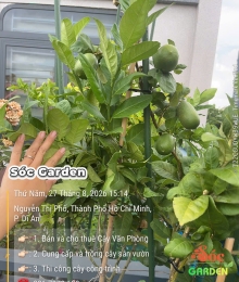 Cây Chanh Ấn Độ Trái To Ra Quanh Năm