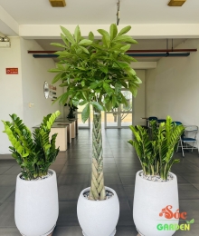 Chậu Xi Măng Đá Mài Gáo Dừa 41x41 cm