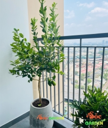 Chậu Xi Măng Đá Mài Giọt Nước 46x56