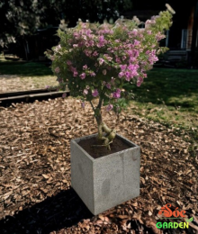 Chậu Xi Măng Đá Mài Vuông Có Chân 50x50 cm