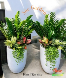 Chậu sứ ống trắng cao bộ 3 cái