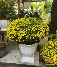 Chậu Ly Chân Vuông Bèo 350x300x180 Cm