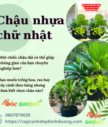 Chậu nhựa chữ nhật 64x26x30 cm 