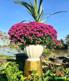 Chậu Nhựa Lồng Đèn 280x220x195 CM