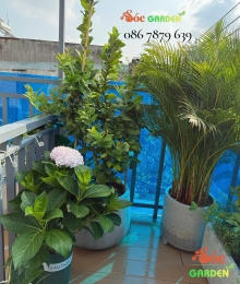 Chậu Xi Măng Đá Mài Trụ Tròn Có Chân 40x40 cm