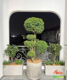 Chậu Xi Măng Đá Mài Chữ Nhật 80x30x30 Cm 