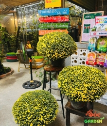 Cúc Mâm Xôi Vàng Truyền Thống tàn hơn 90cm