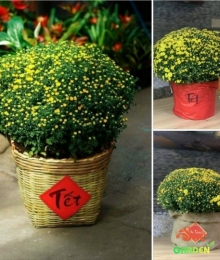 Cúc Mâm Xôi Vàng Truyền Thống - Decor Nhà Hàng Quán Cafe Cúc Mâm Xôi Vàng Truyền Thống - Decor Nhà Hàng Quán Cafe
