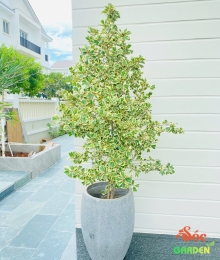 Cây Bàng Cẩm Thạch - Đa Tam Phúc: Biểu Tượng Của Tài Lộc Và May Mắn