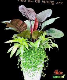 CÂY TRẦU BÀ ĐẾ VƯƠNG PHỐI KẾT – BIỂU TƯỢNG CỦA QUYỀN LỰC BỀN VỮNG