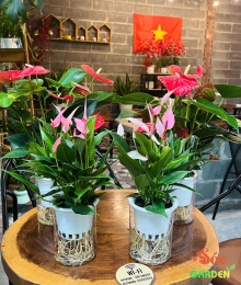 Hoa Hồng Môn Thủy Sinh Để Bàn Sang Trọng