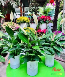 Cây Lan Ý Thuỷ Sinh cây trong nhà có hoa không tốn công chăm sóc