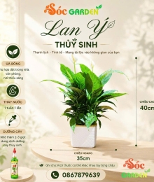 Cây Lan Ý Thuỷ Sinh cây trong nhà có hoa không tốn công chăm sóc