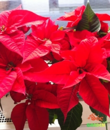 Hoa Trạng Nguyên Đỏ Trưng Tết