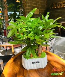 CÂY KIM NGÂN THỦY SINH 5 THÂN – BIỂU TƯỢNG CỦA TÀI LỘC & TƯ DUY LÃNH ĐẠO